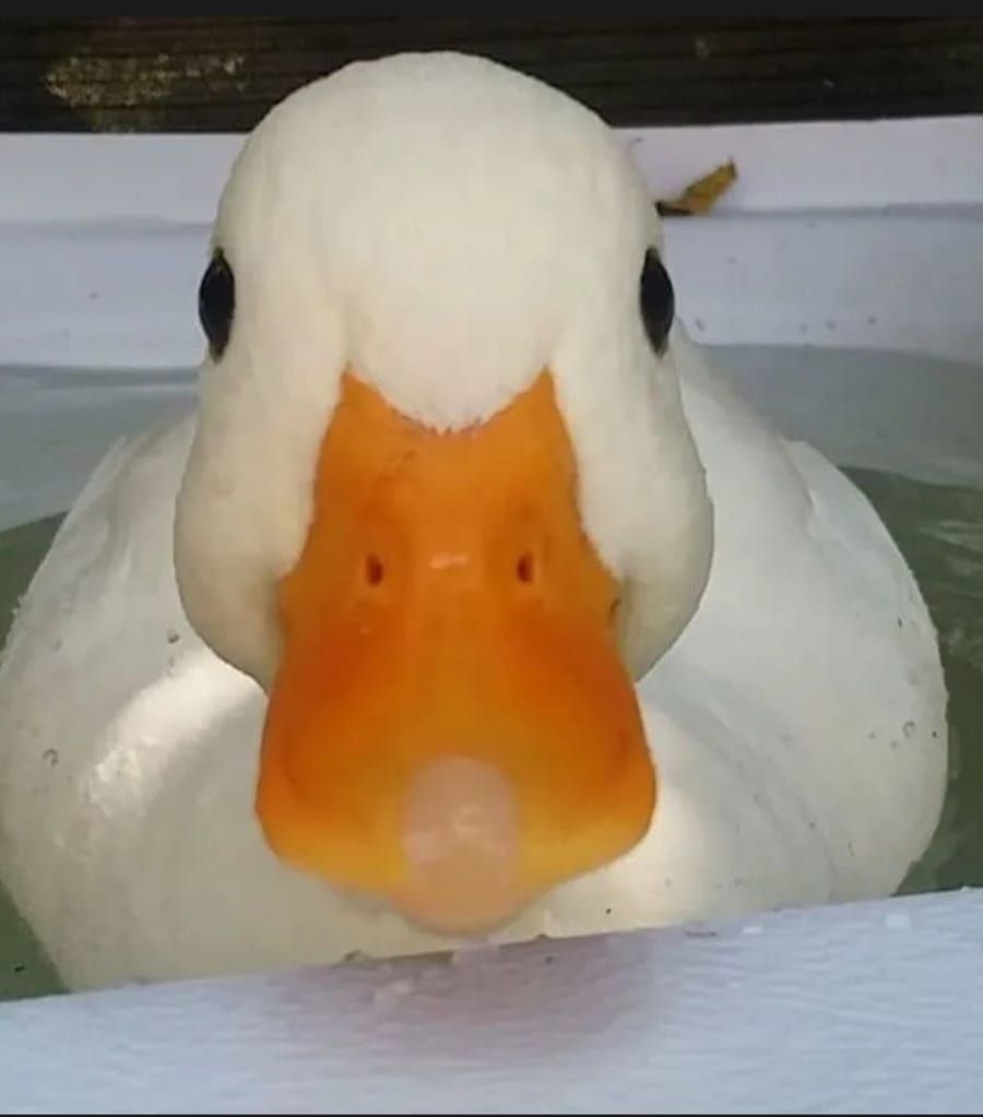 Profil de Toufike